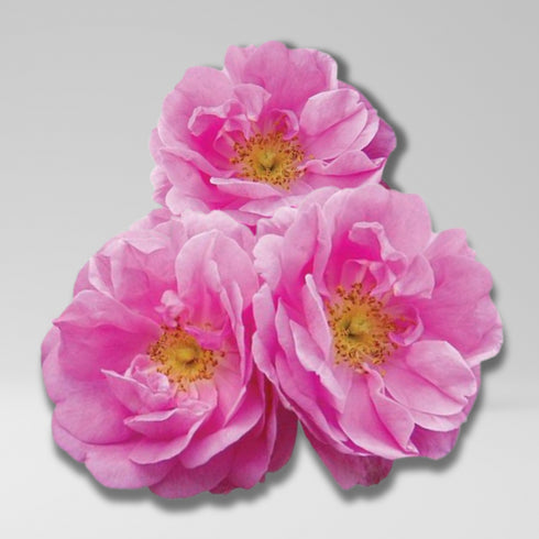 Rose Botanical Face Cream